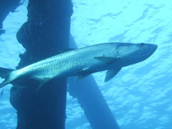 Tarpoon em mergulho no South Pier, no sul de Bonaire